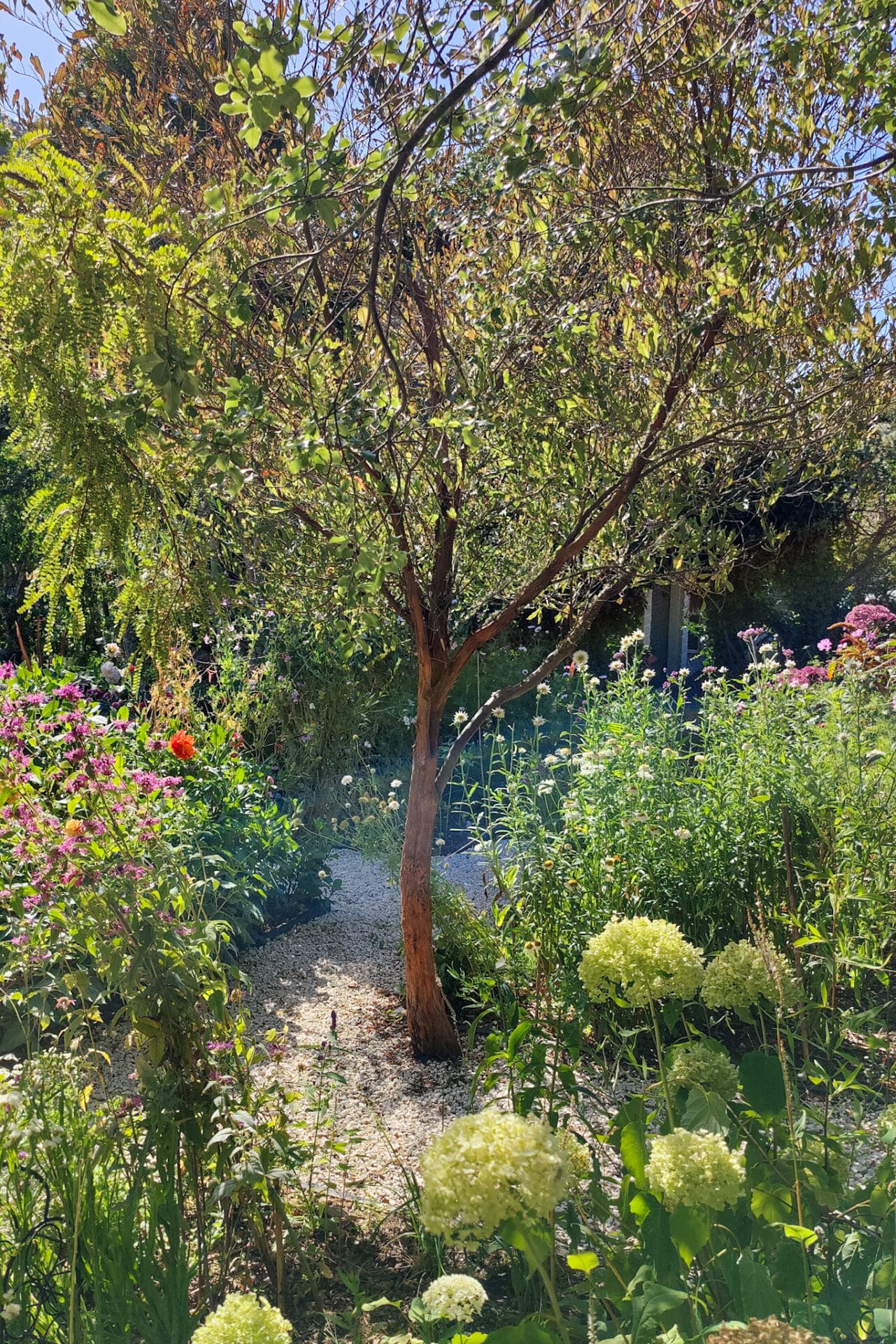 Tree in Elly_s Garden