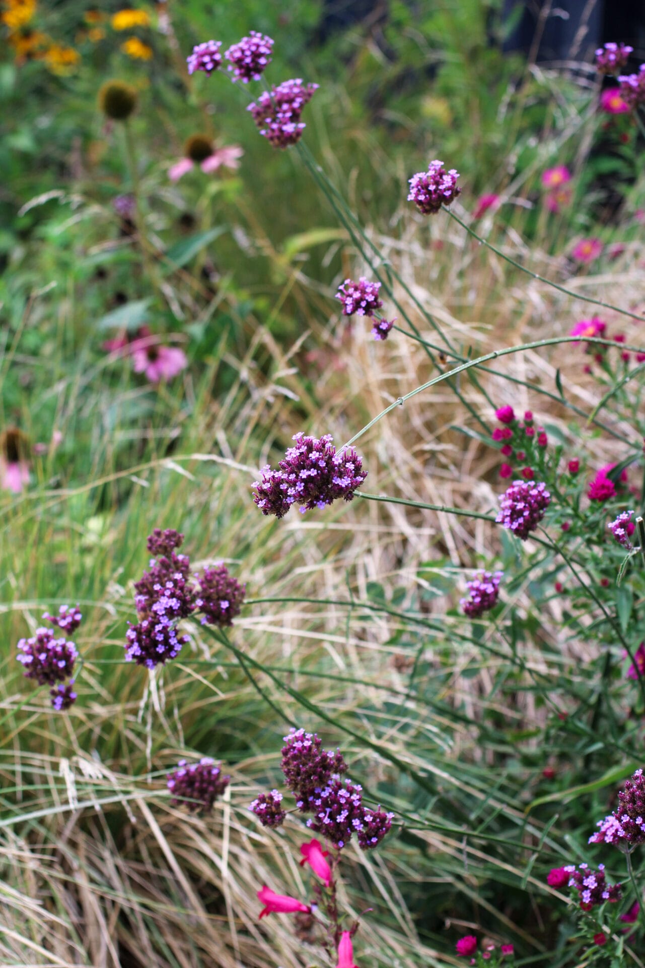 Verbena bonariensis in Autumn garden