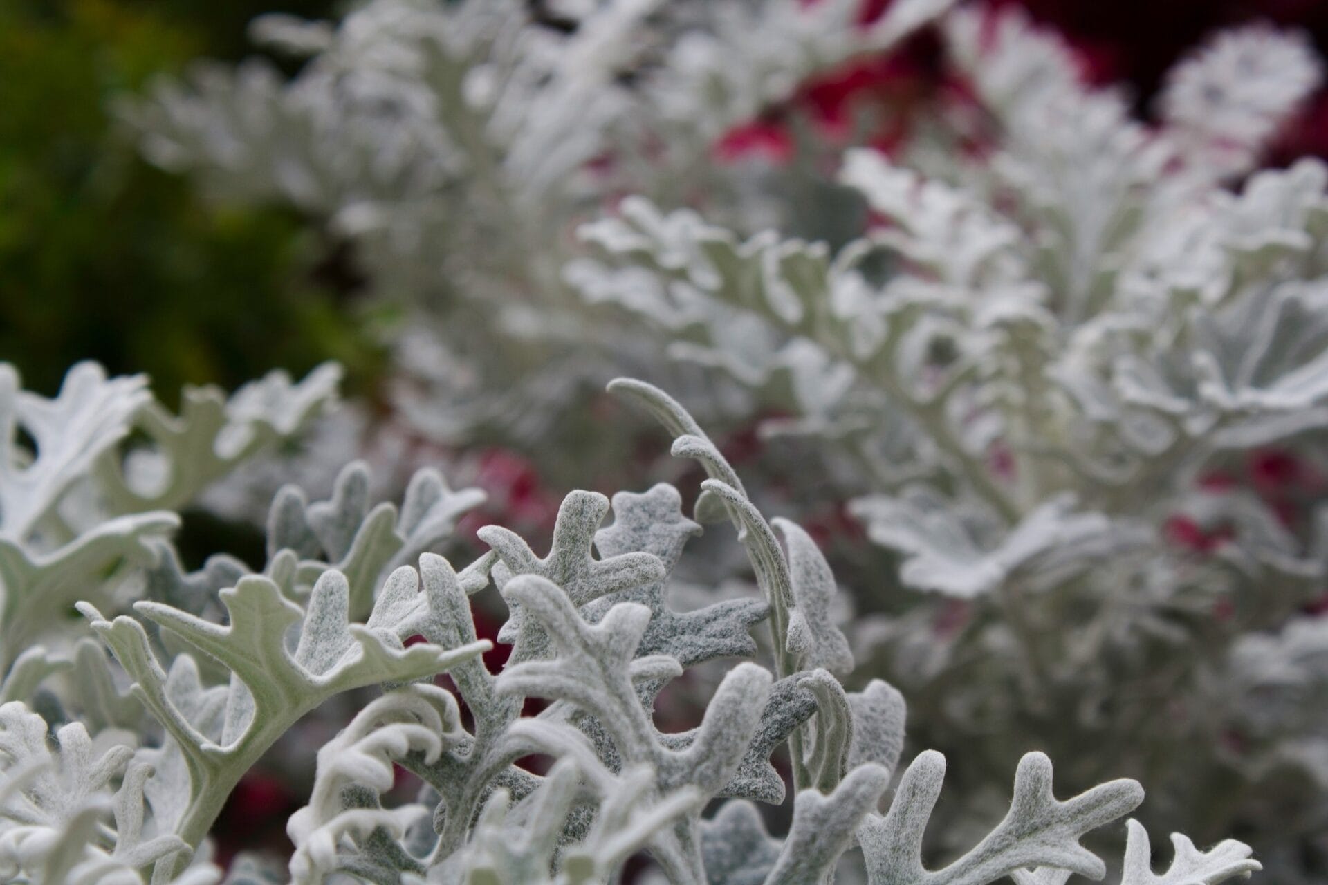 cineraria-dusty-miller