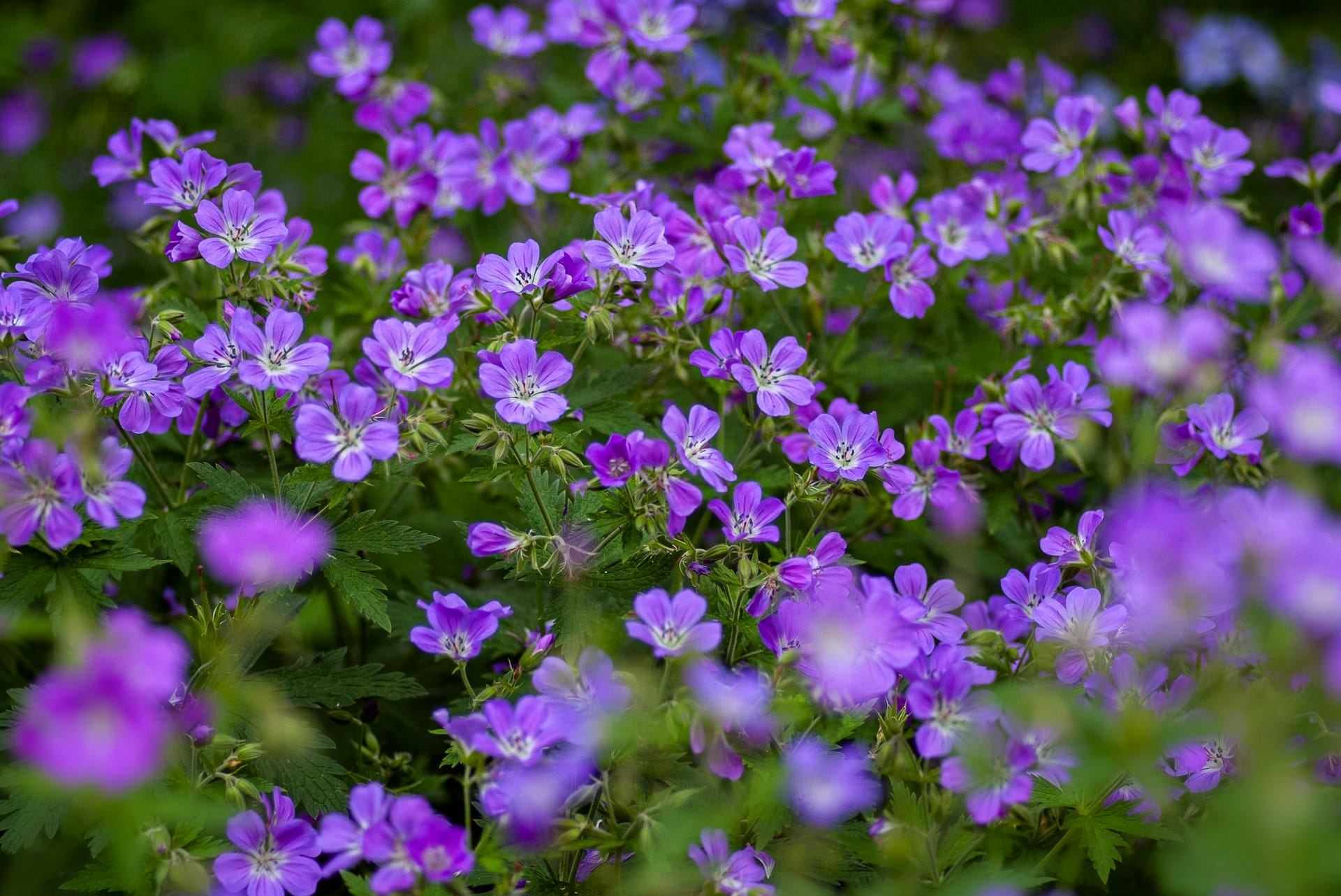 yoksel-zok-JBP3l5r8nIE-unsplash