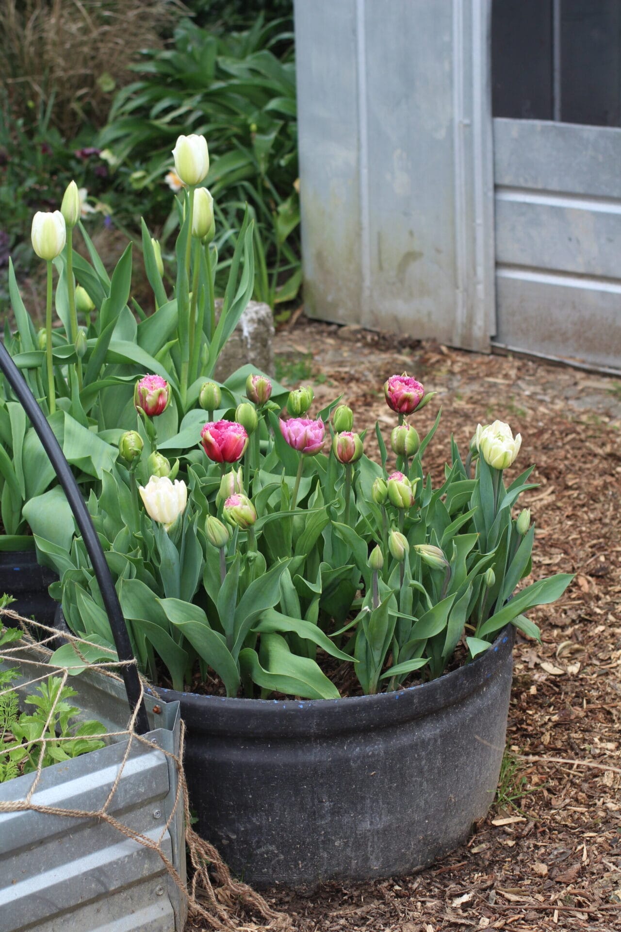 50 Tulip Bulbs planted in large tub