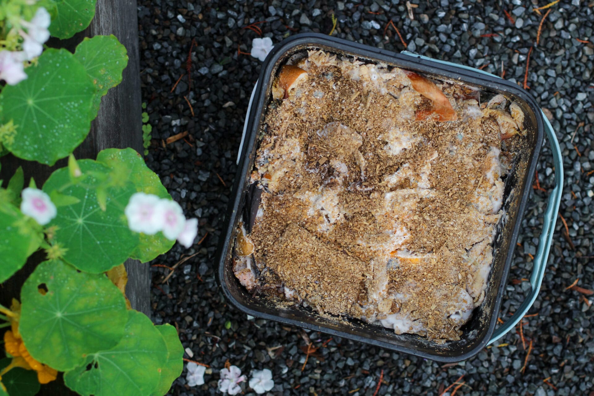 Bokashi food scraps