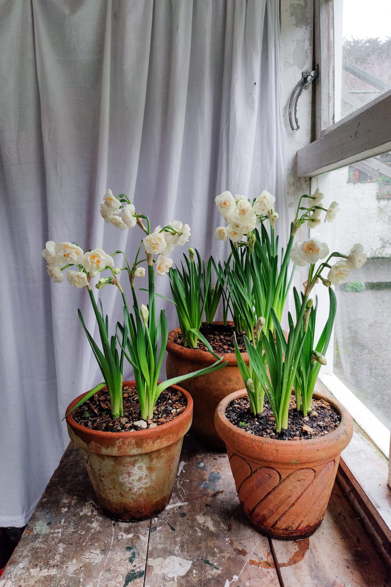 Bridal Crown Daffodils in Pots