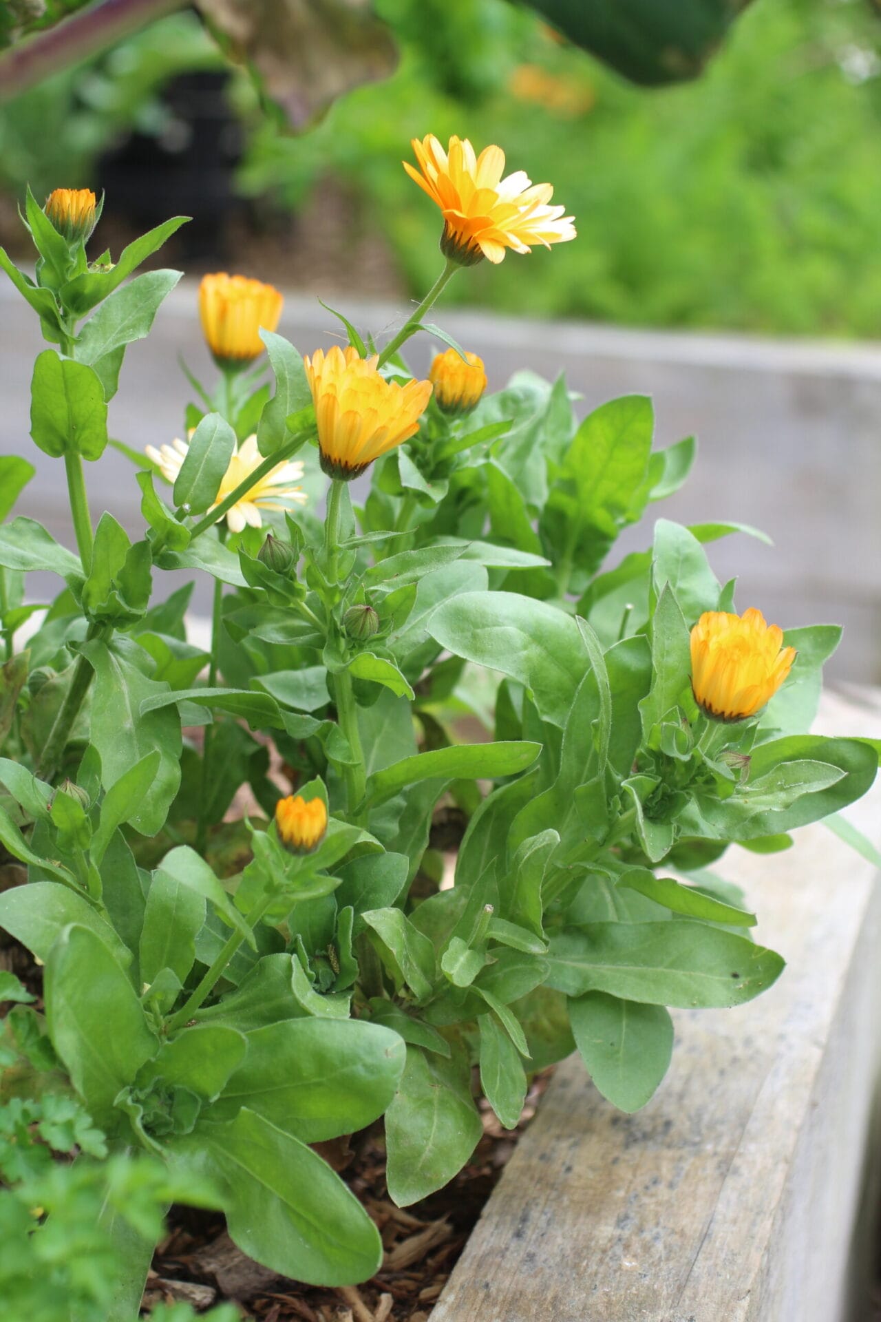 Calendula companion plant