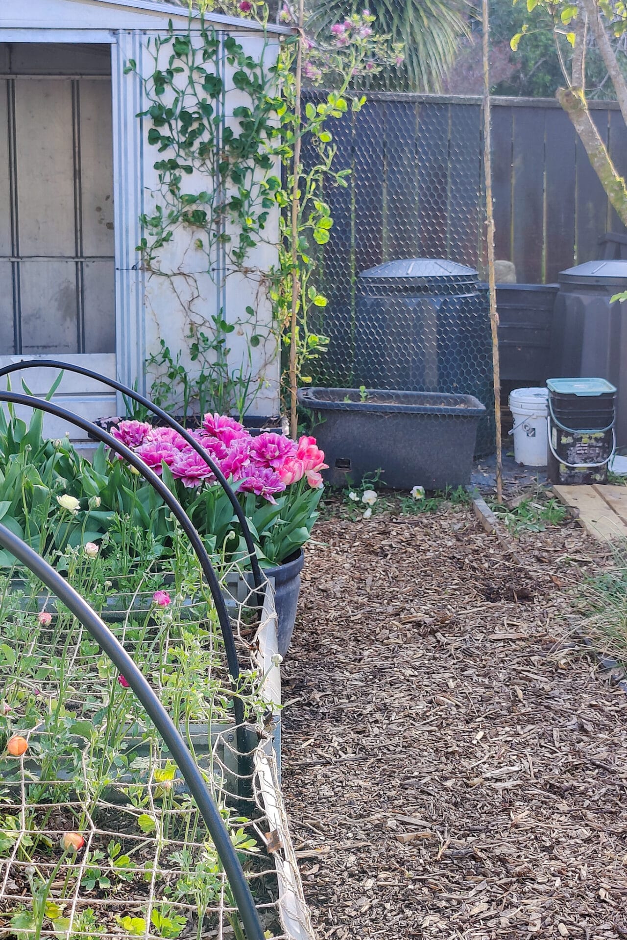 Composting Bins behind shed