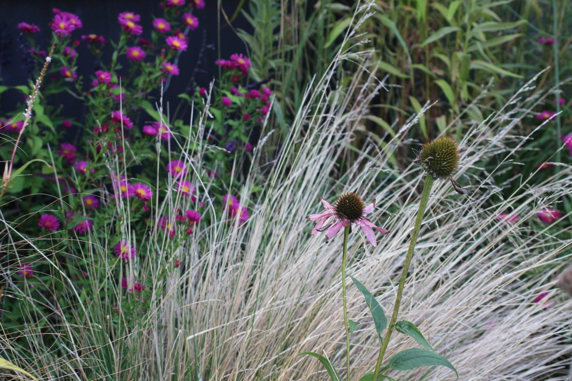 Echinacea seed heads in garden Echinacea seed heads in garden