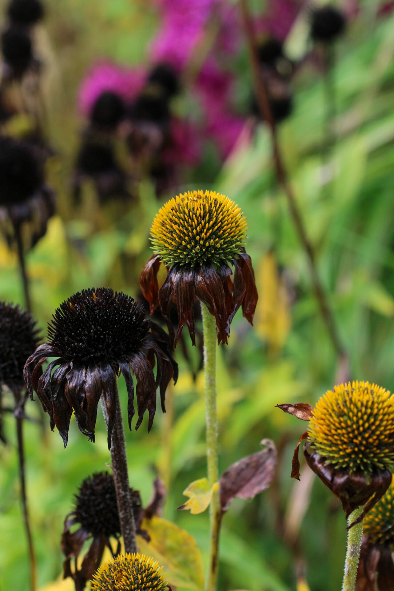 Echinacea seed heads Echinacea seed heads