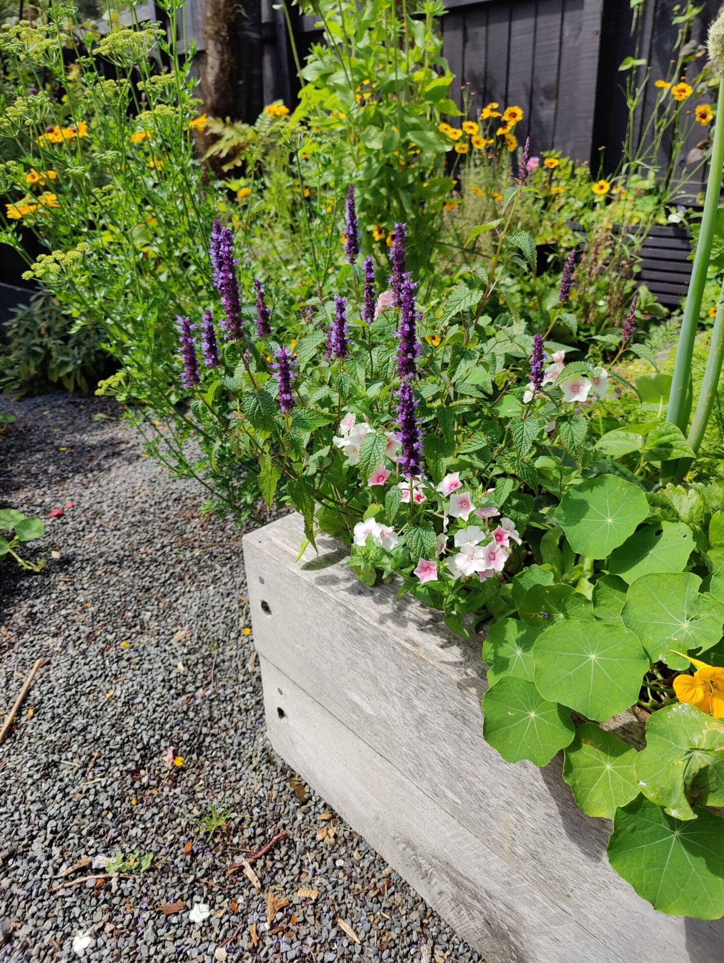 Flowers in raised bed
