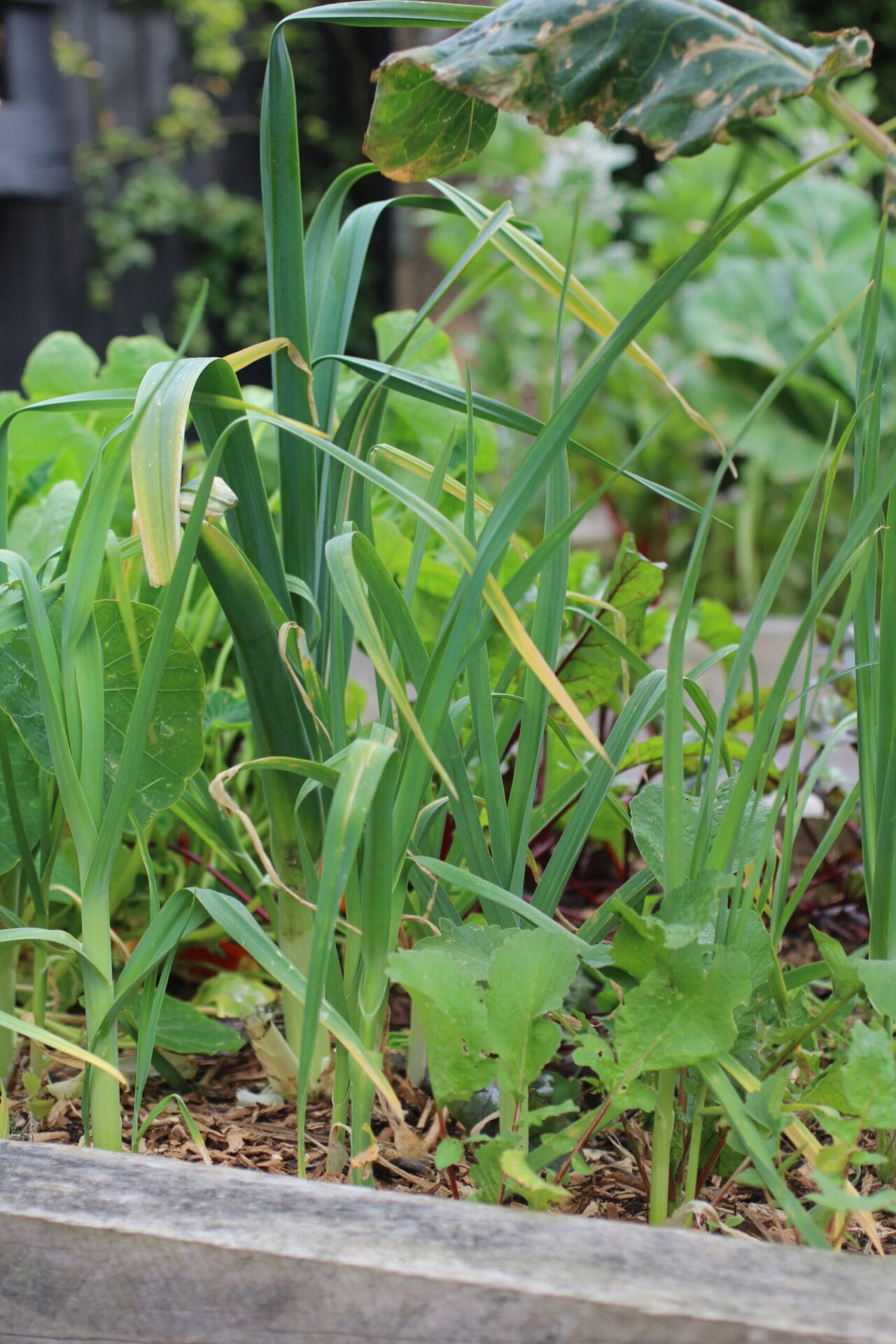 Garlic in raised bed