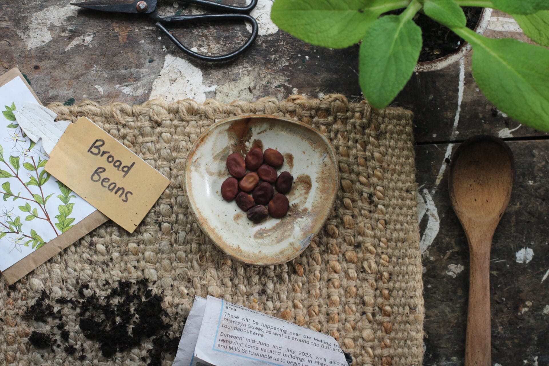 Broad bean seeds