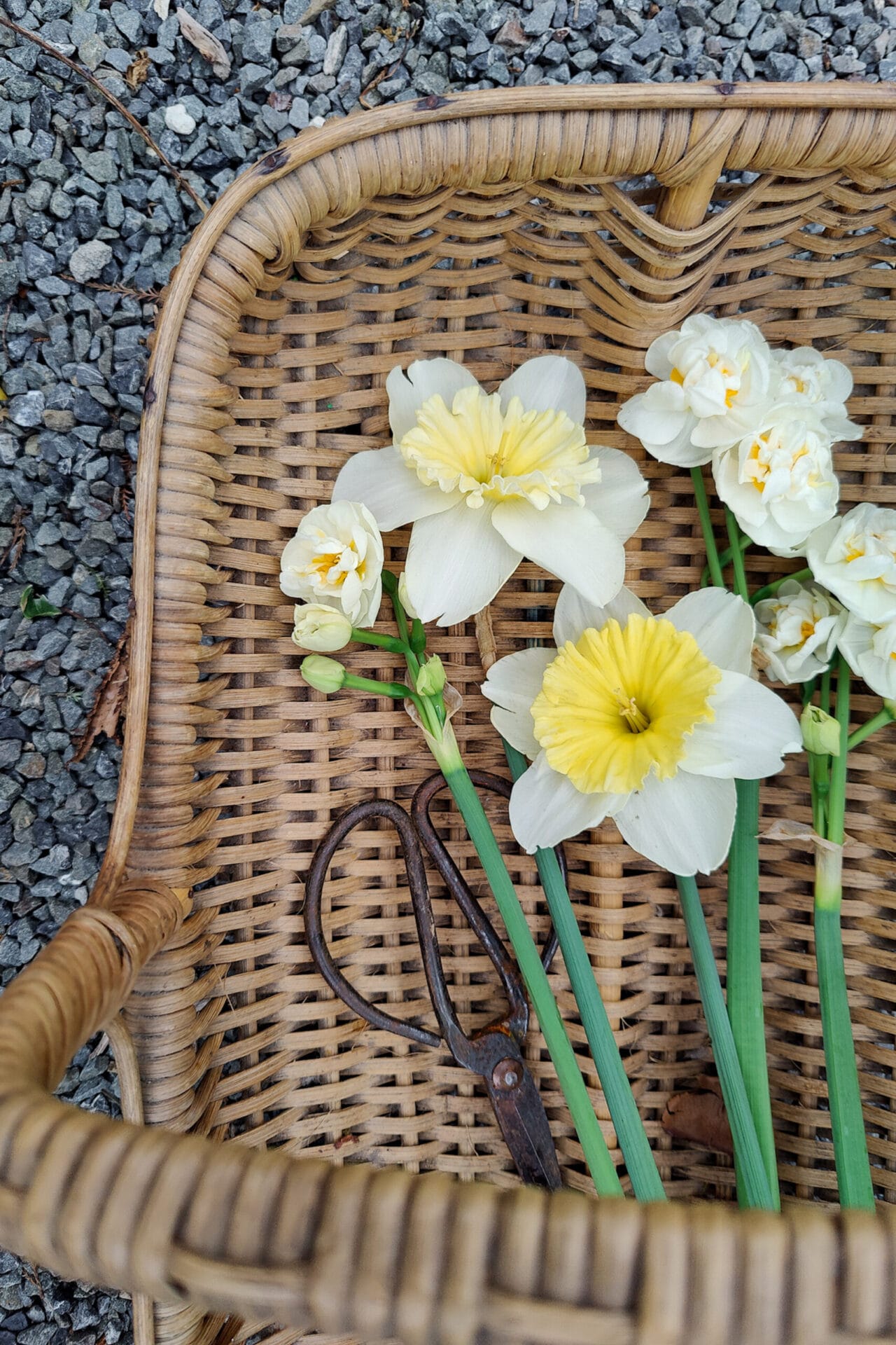 Ice Follies and Bridal Crown Daffodils_