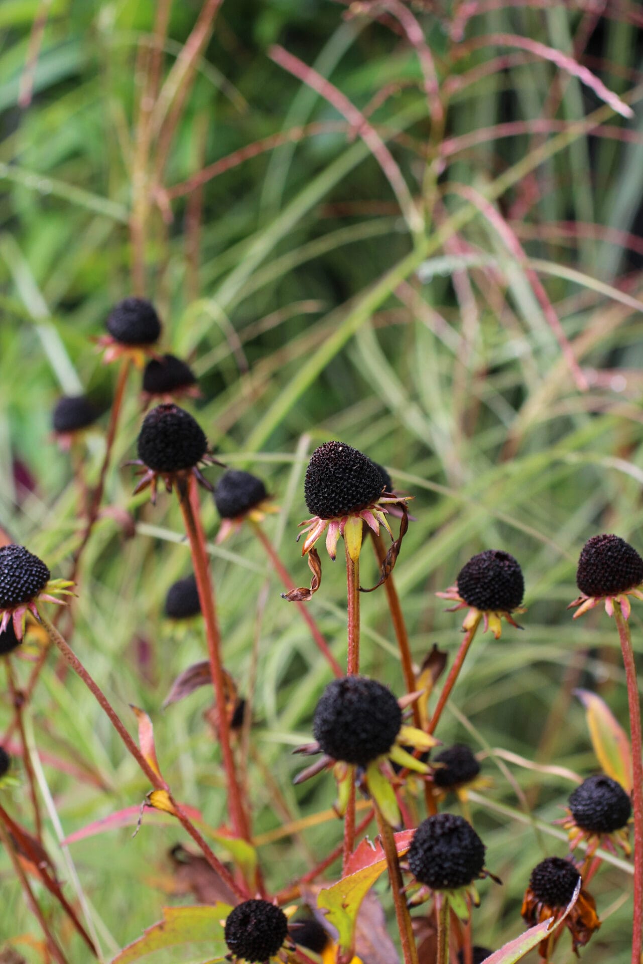 Rudbeckia goldstrum seed heads