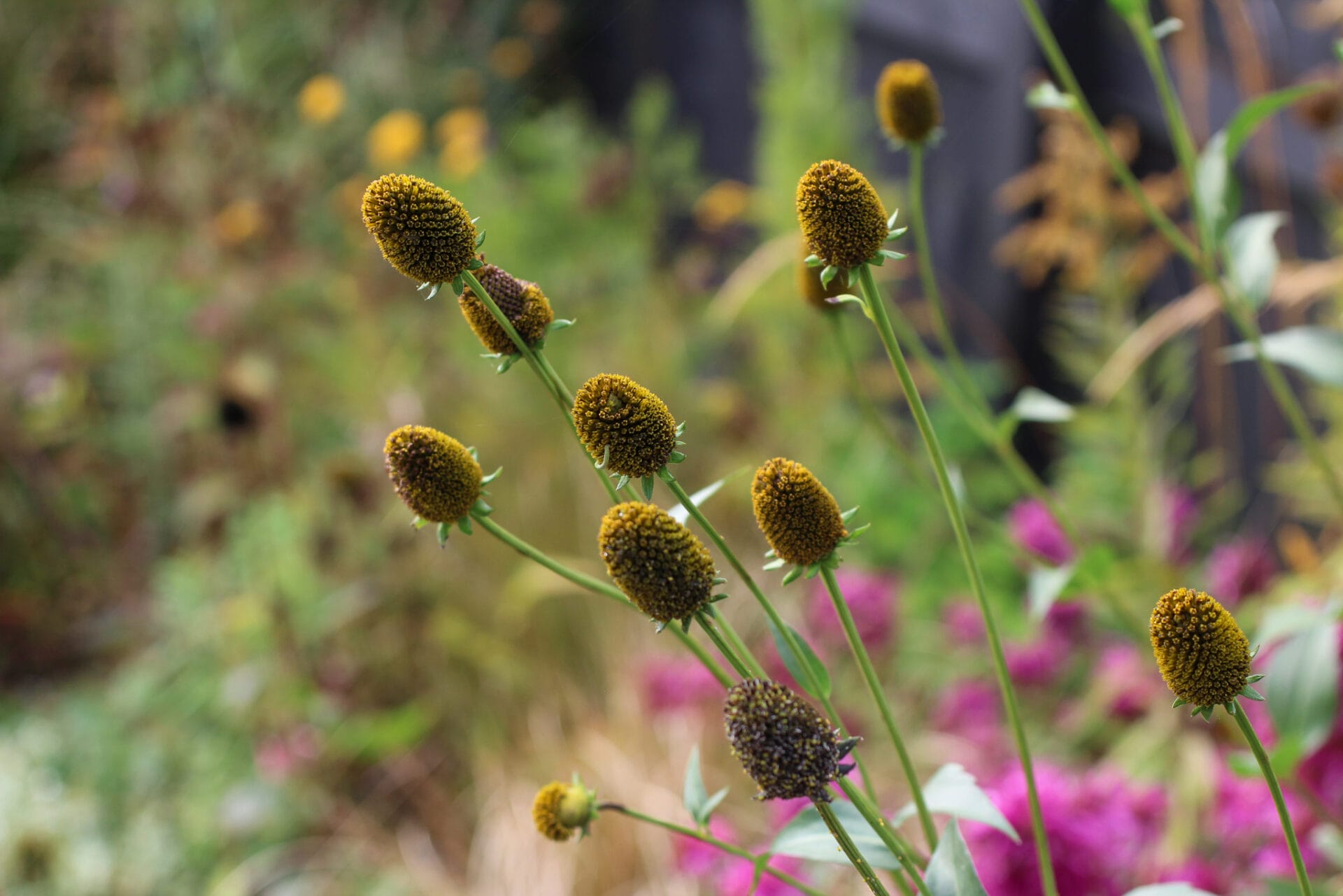 Rudbeckia nitida seed heads