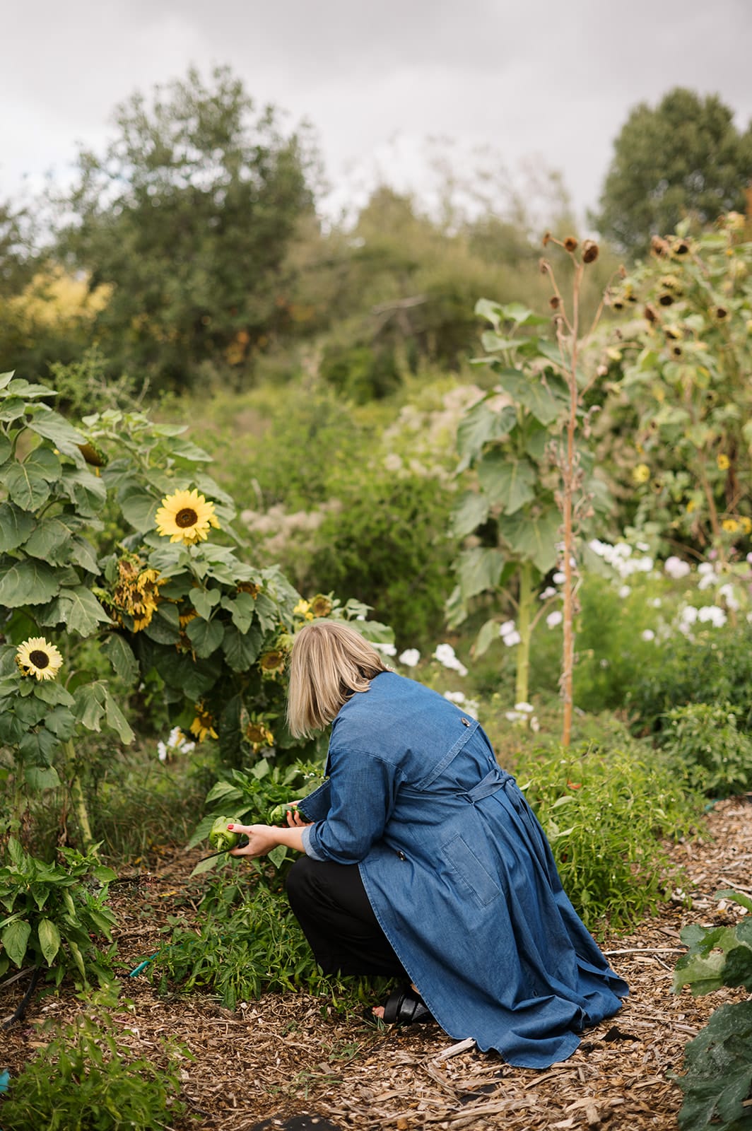 Sage Journal X Good Nature