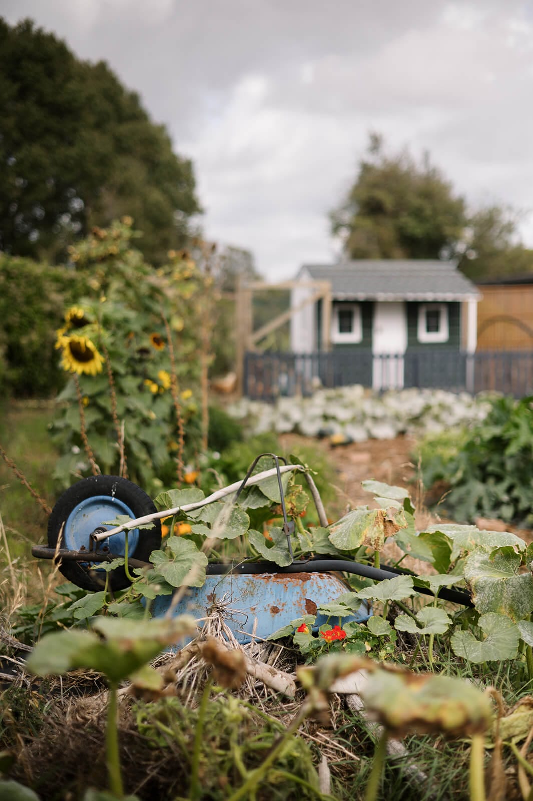 Where do rats and mice like to live in the garden? Where do rats and mice like to live in the garden?