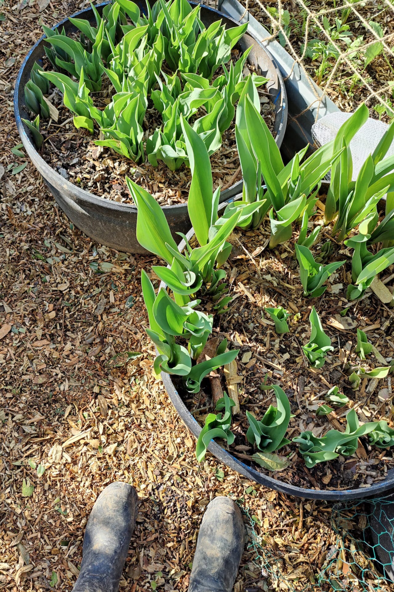 Tulip bulbs in large tubs beginning to shoot