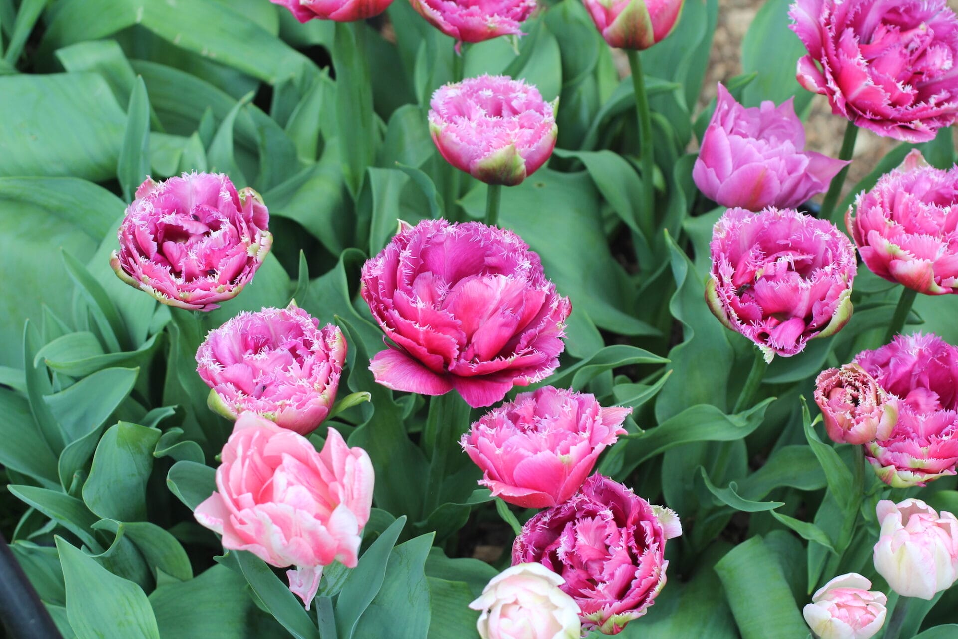 Tulip pot display with Mascotte and Foxtrot