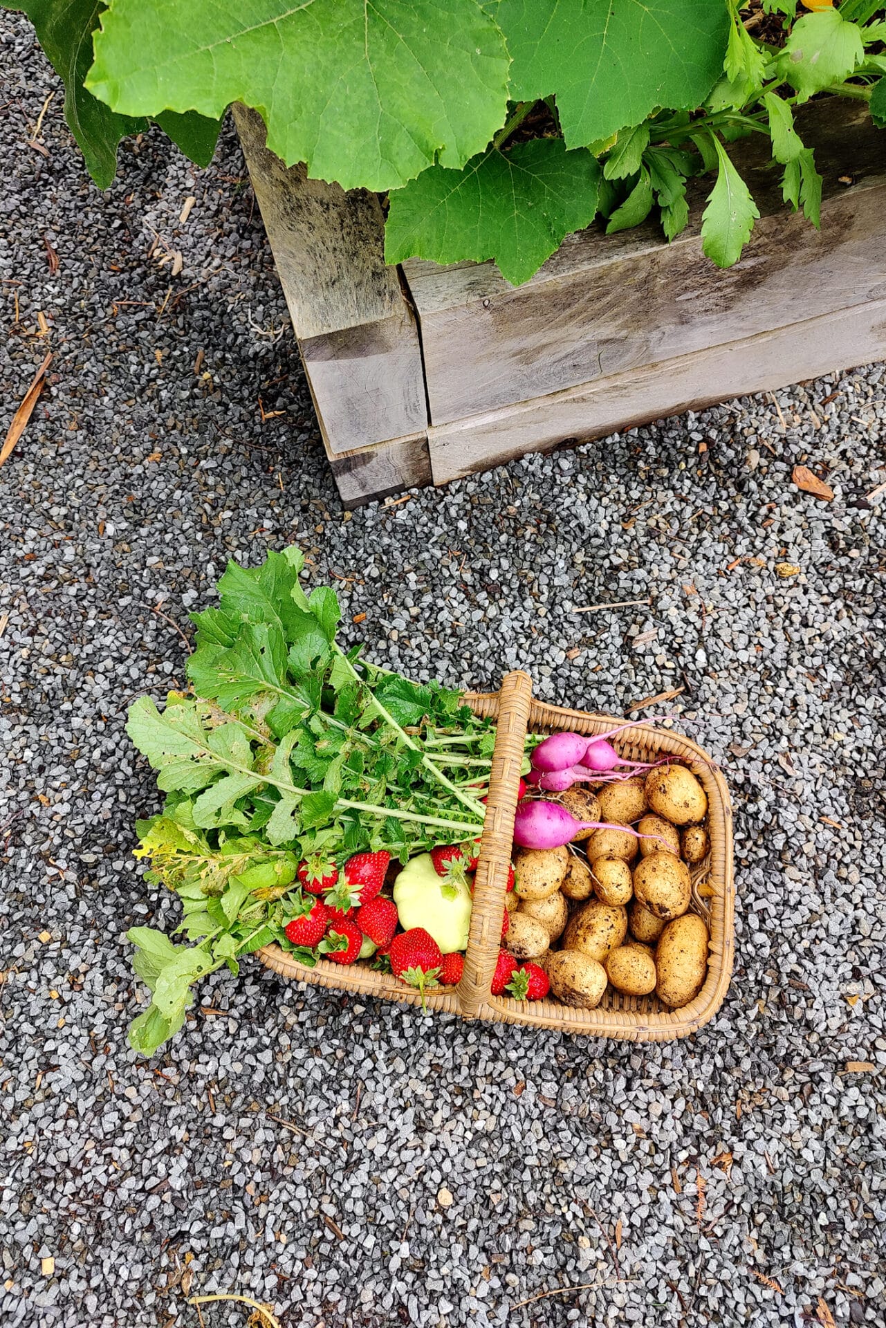 Vegetables from garden grown using homemade compost