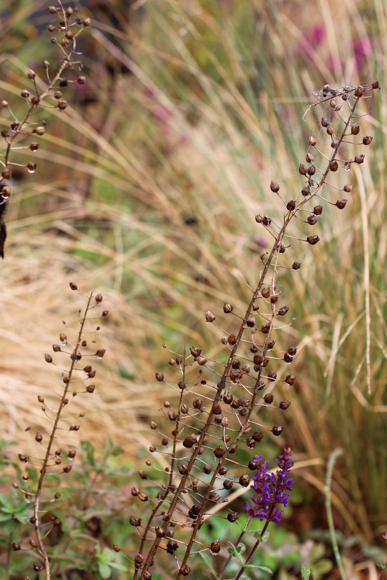 Verbascum seed heads