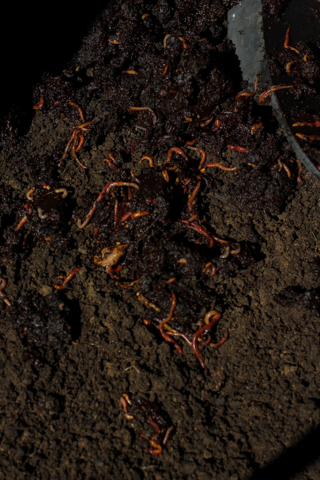 Worms in compost bin