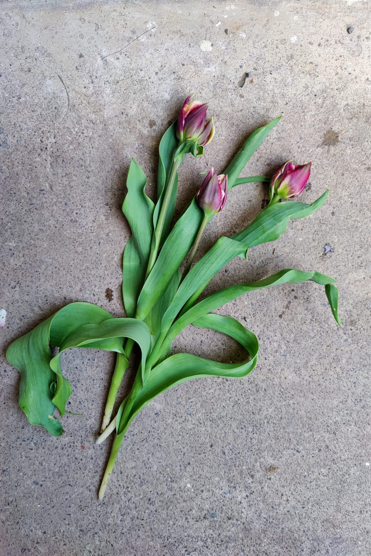 Wyndham Tulip