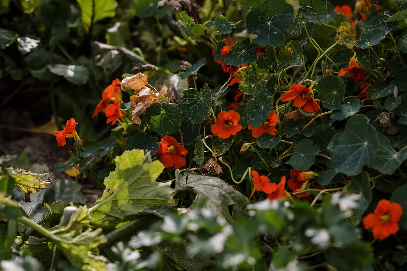 Nasturtium in Gillian Swinton's garden Nasturtium in Gillian Swinton's garden
