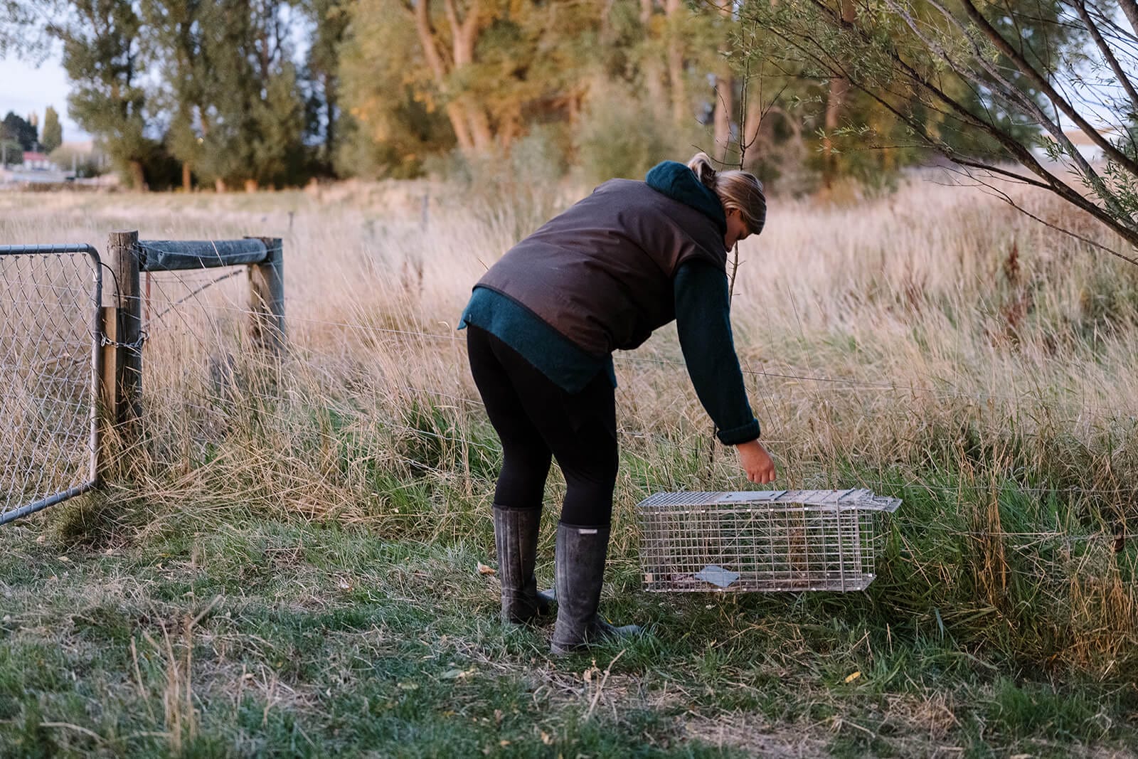 Live capture trap Live capture trap