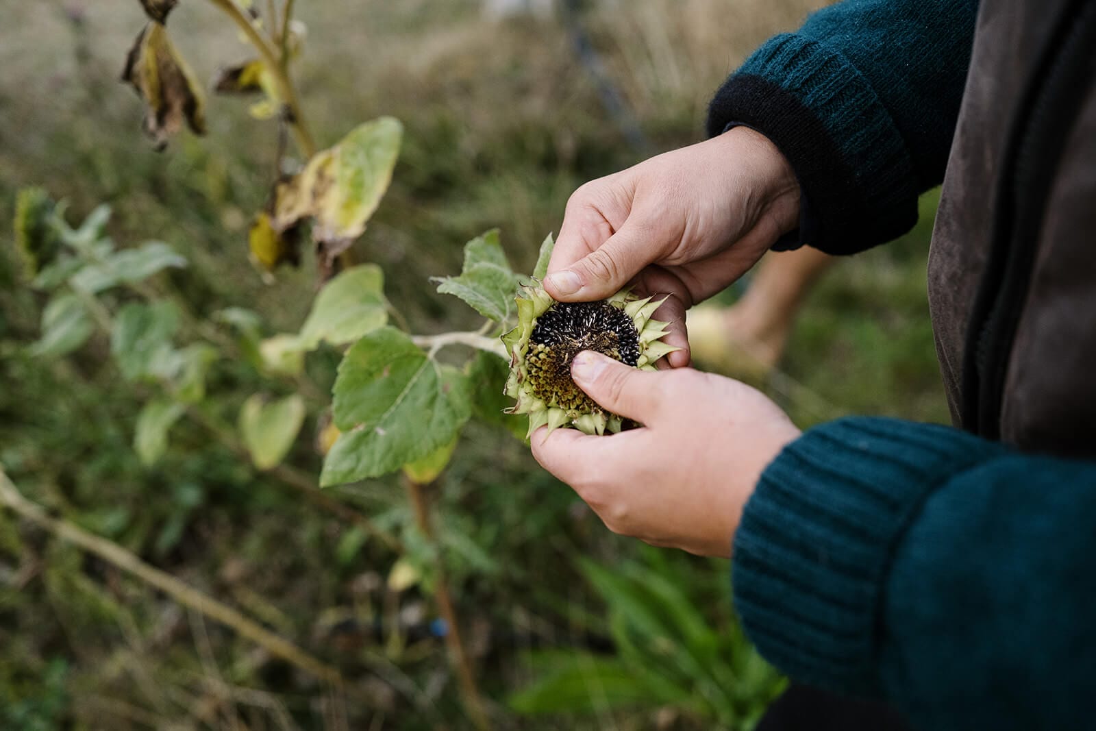 Sage Journal X Good Nature