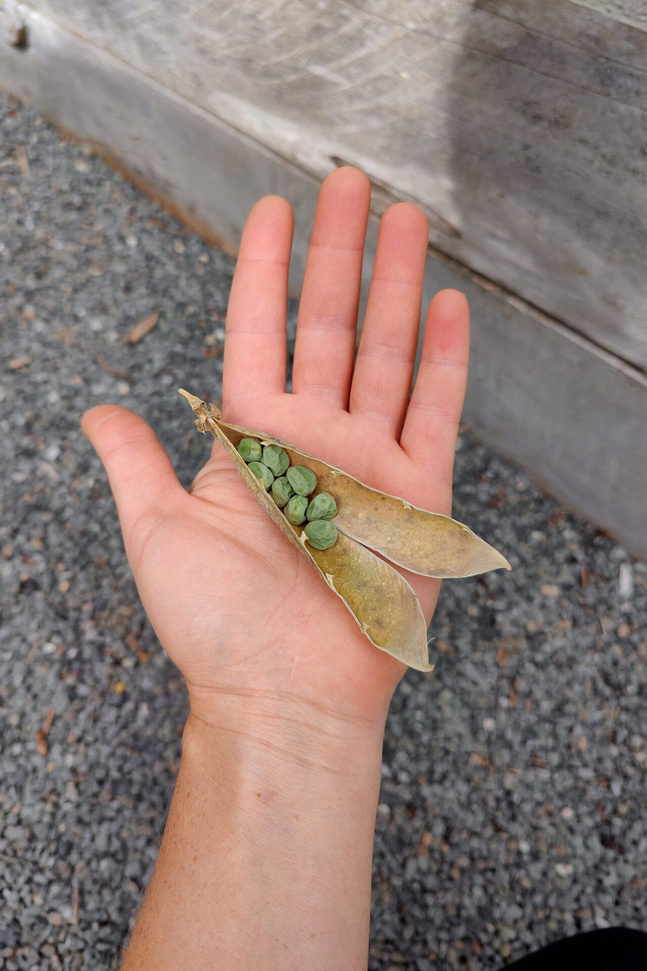 pea seeds