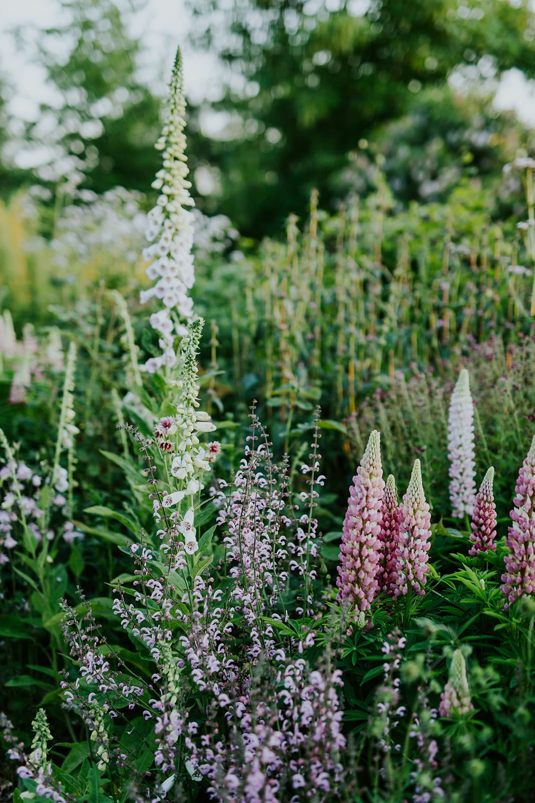 Camilla Garden May into June