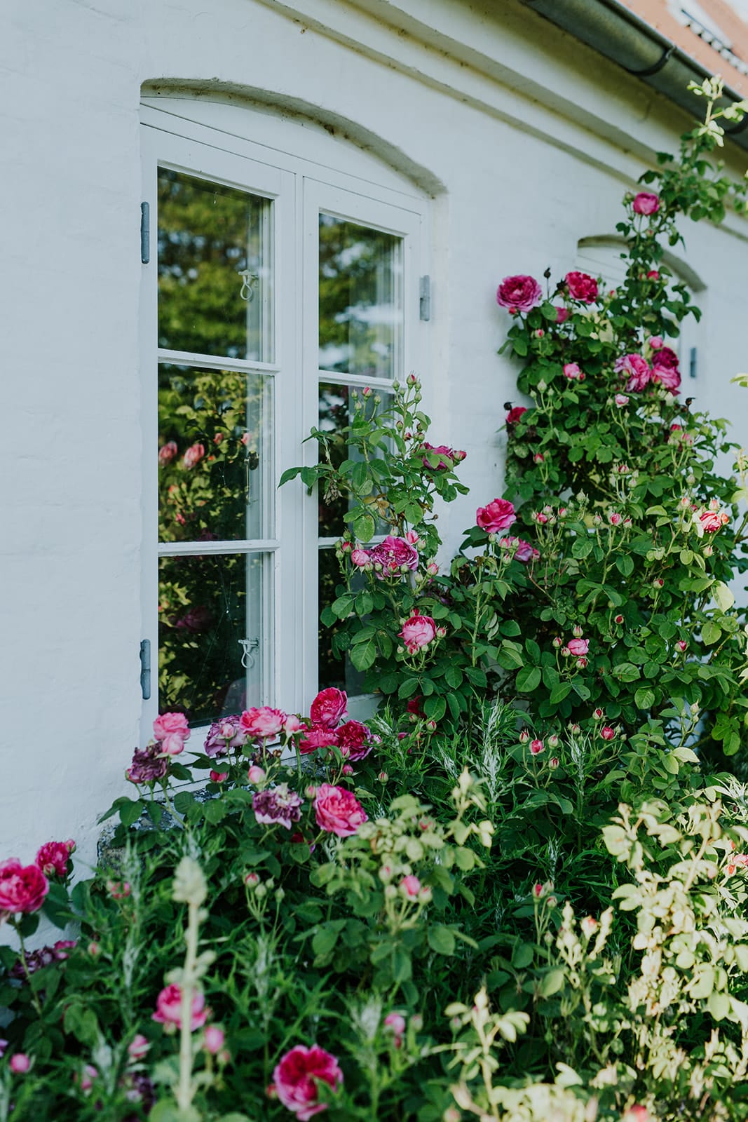Camilla Garden May into June