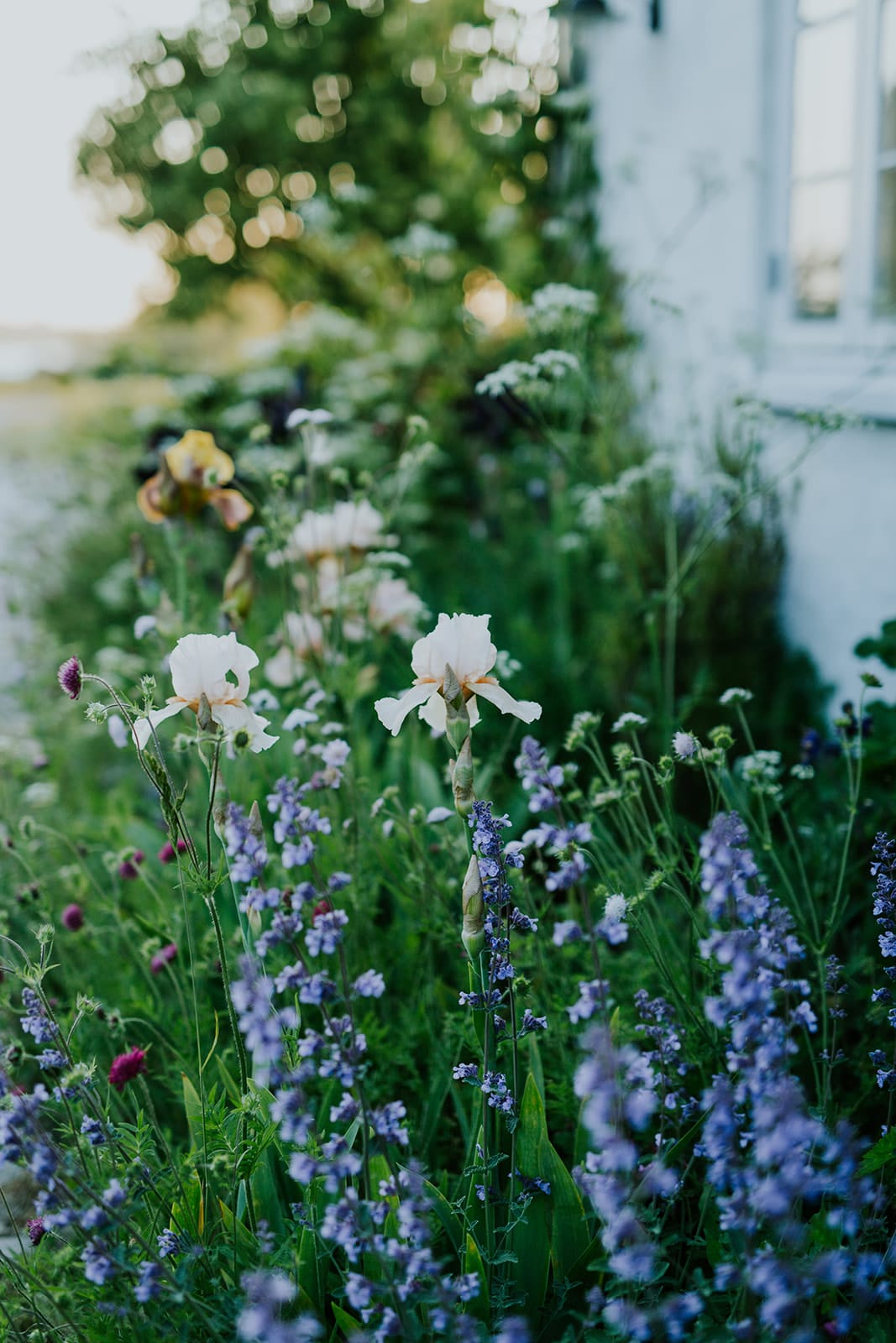Camilla Garden May into June