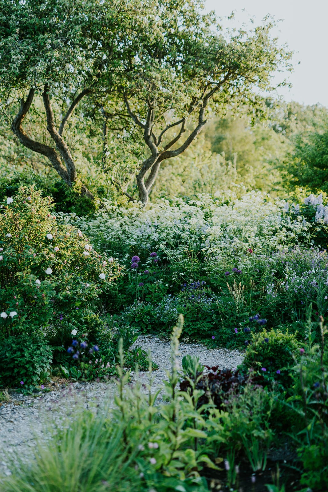 Camilla Garden May into June