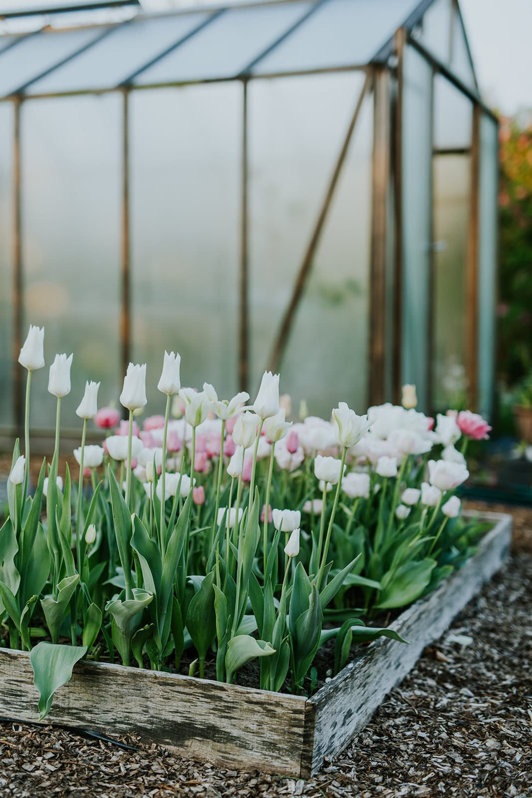 Camilla Garden May into June