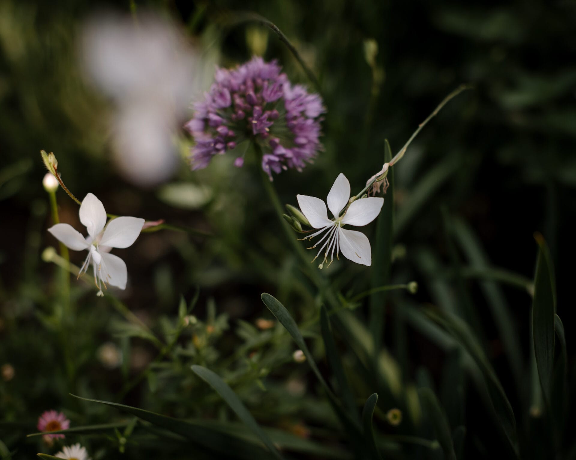 Gaura & verbena bonariensis Gaura & verbena bonariensis