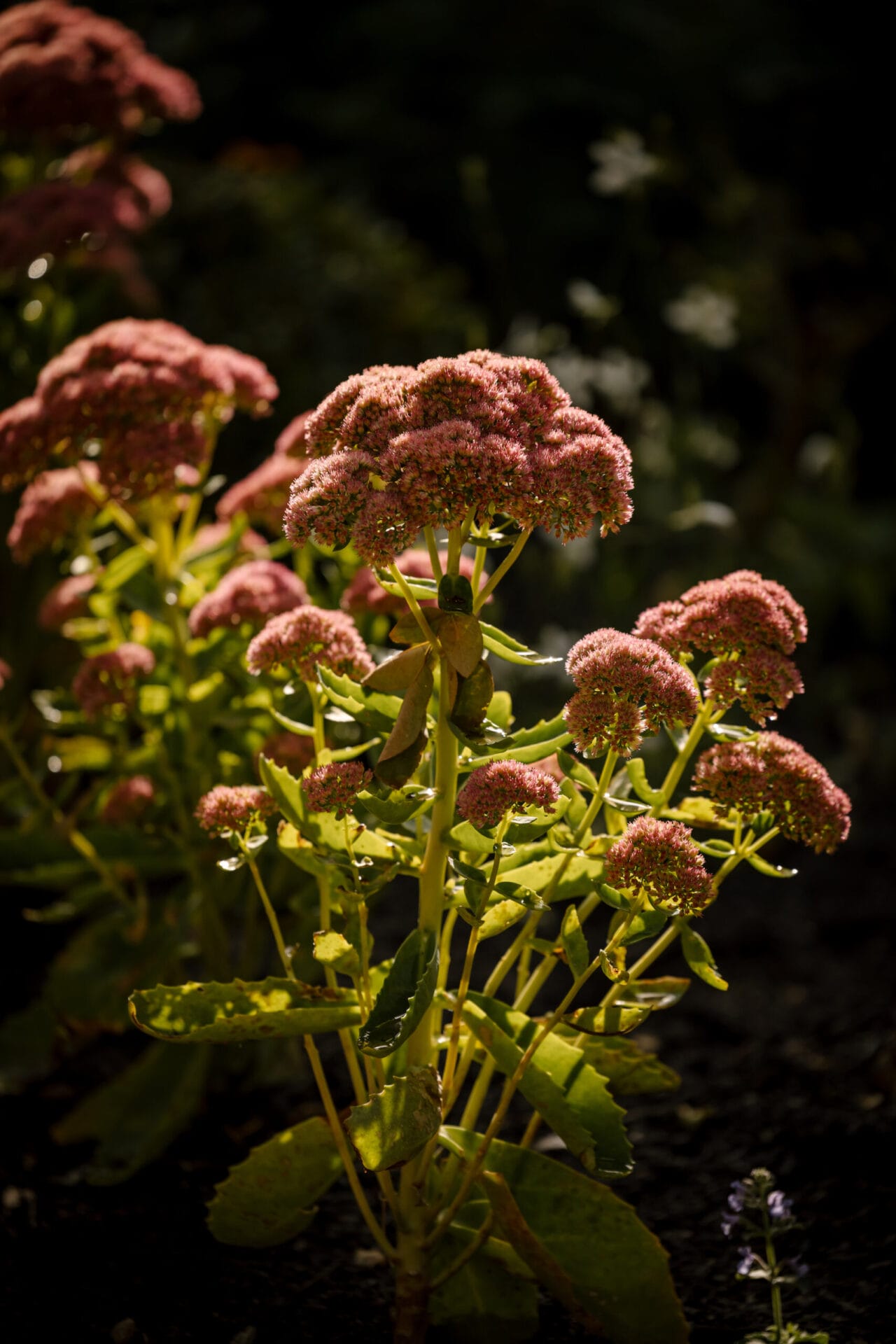 Sedum spectabile ‘Autumn Joy’