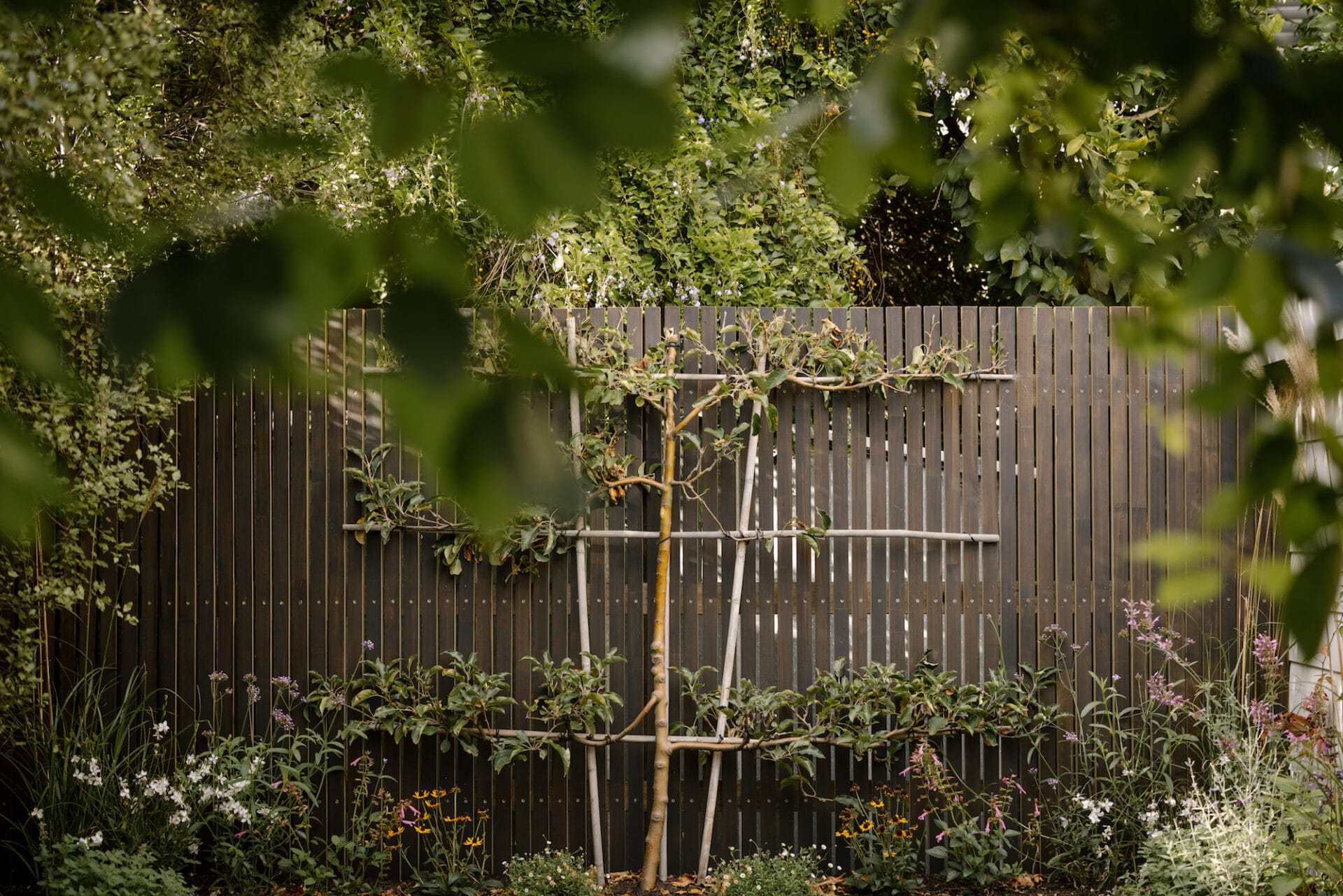 Espaliered apple tree Espaliered apple tree