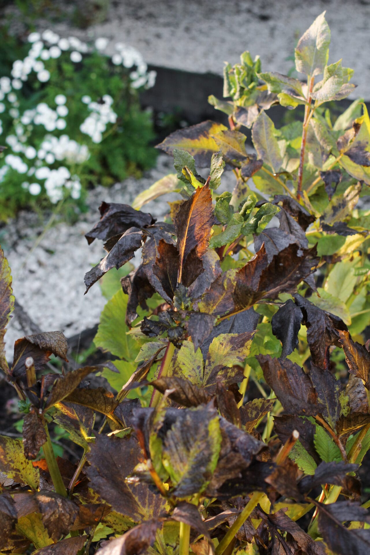 Blackened dahlia foliage ready to be cut back