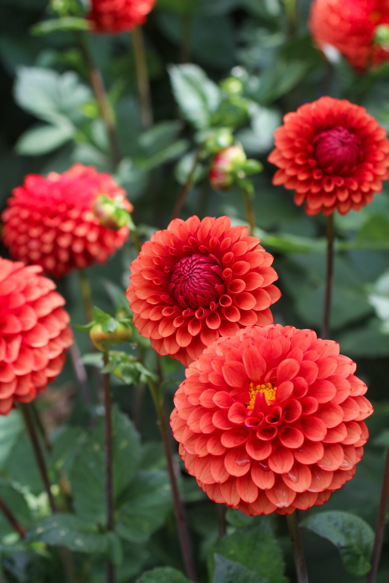 Brown Sugar dahlia in garden_