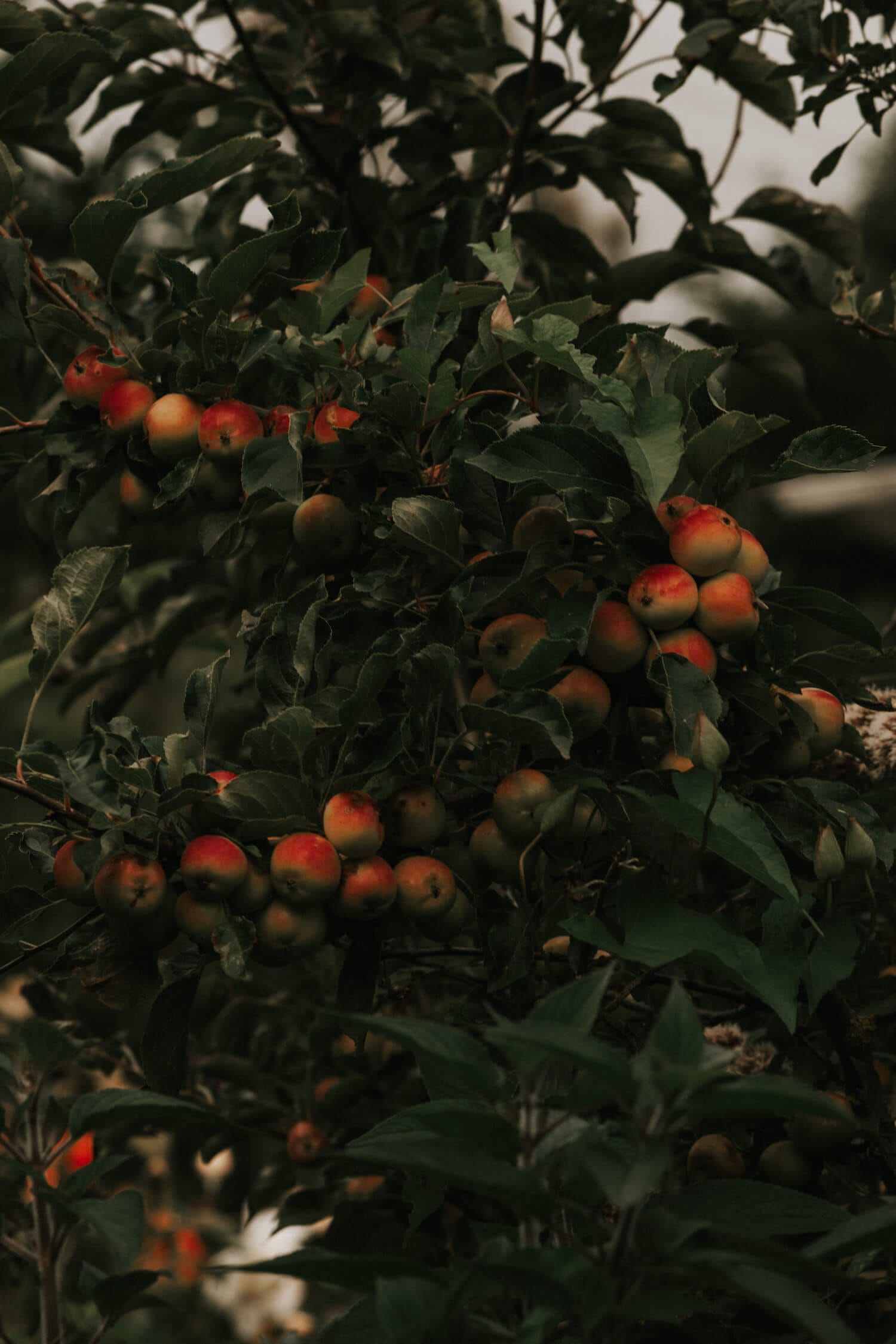 Apple tree