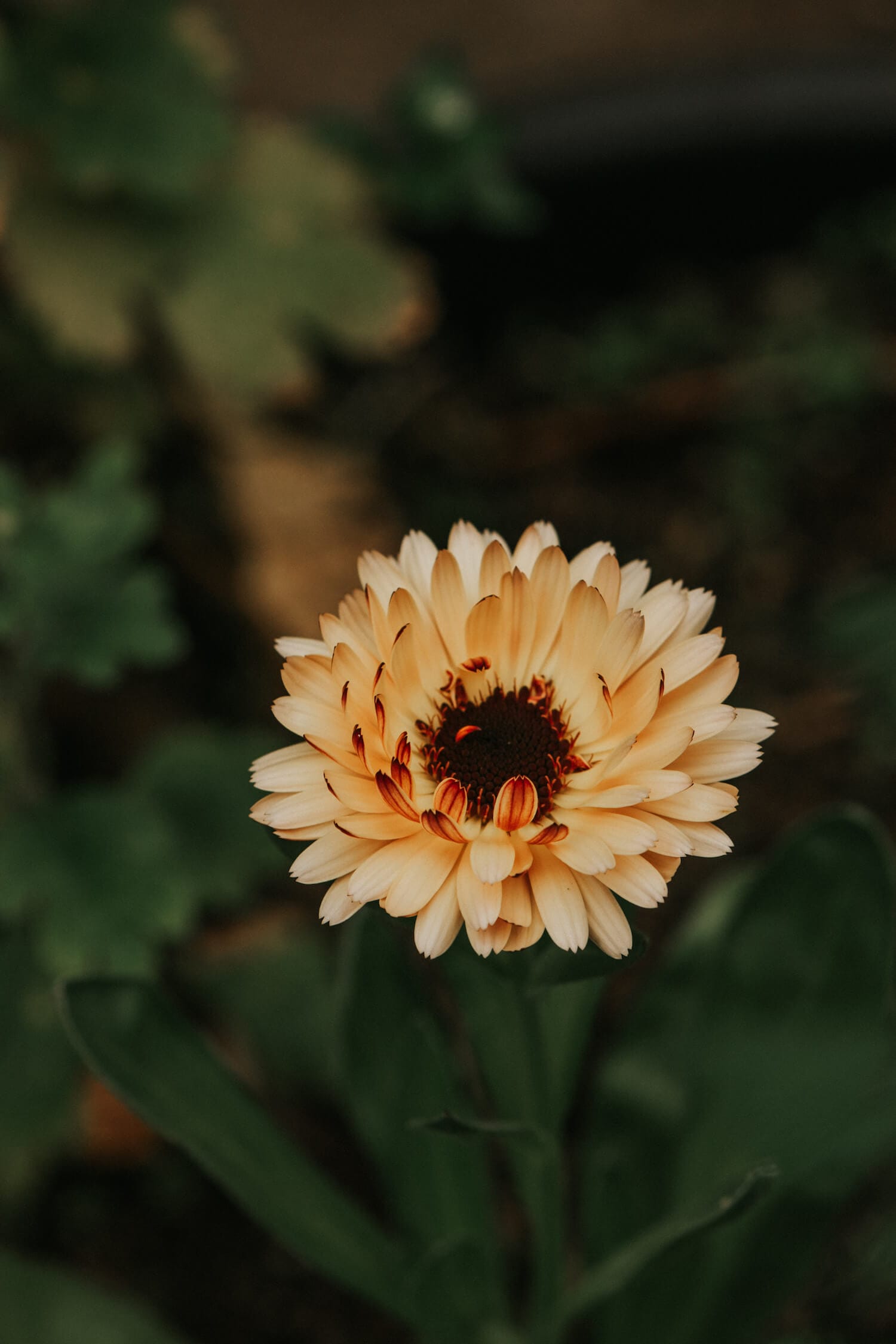 Calendula