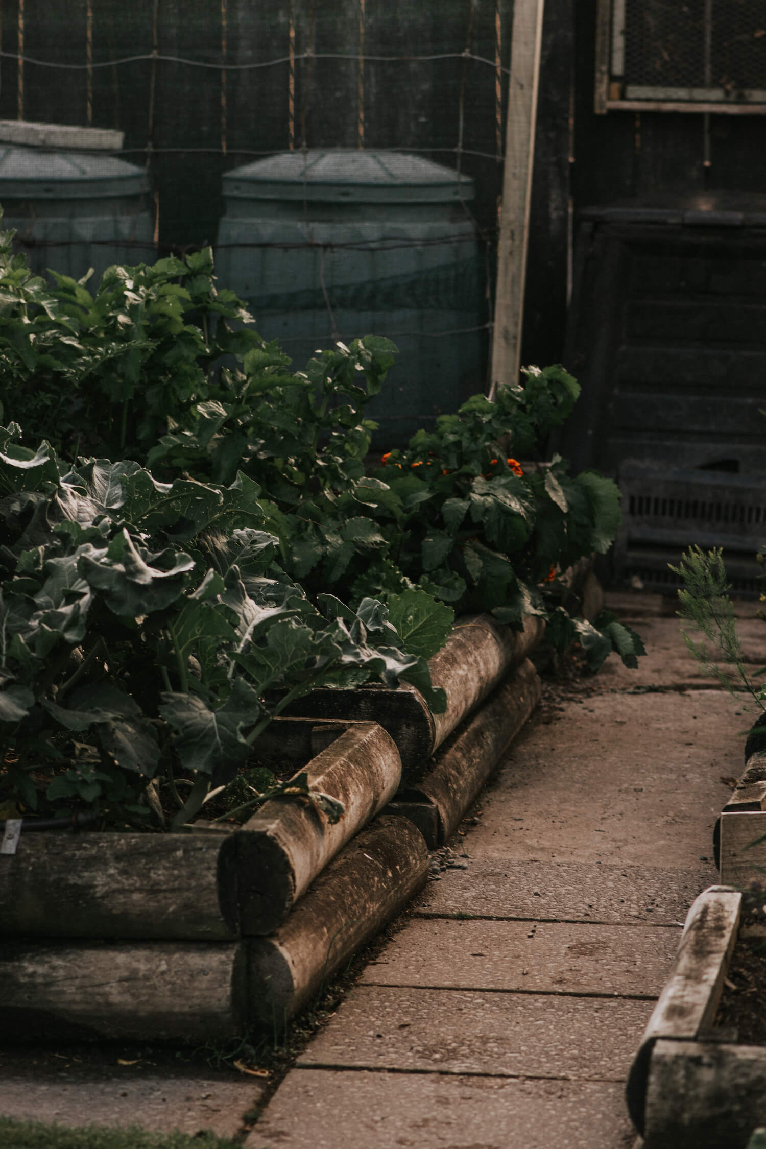 Dad's garden 2