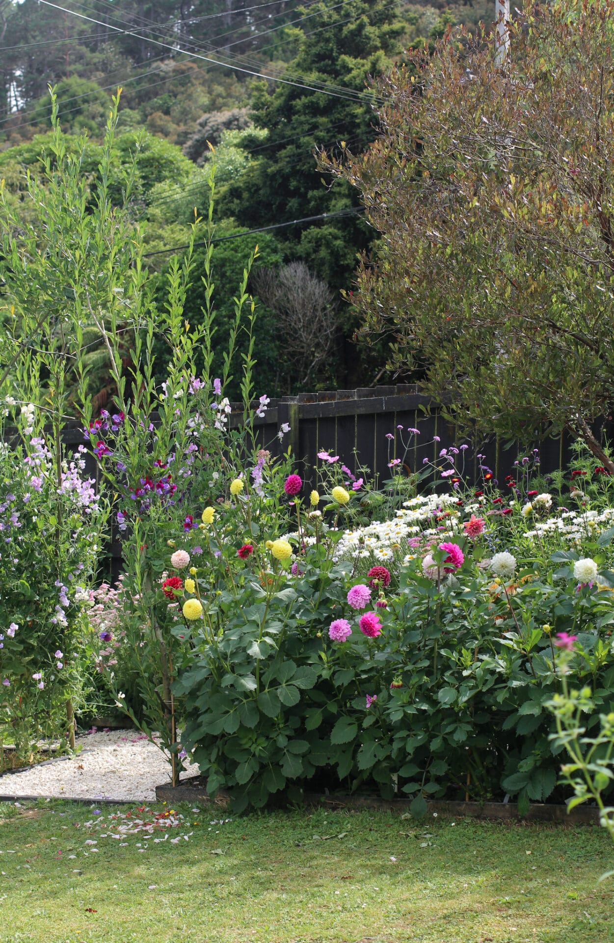 Dahlia garden_