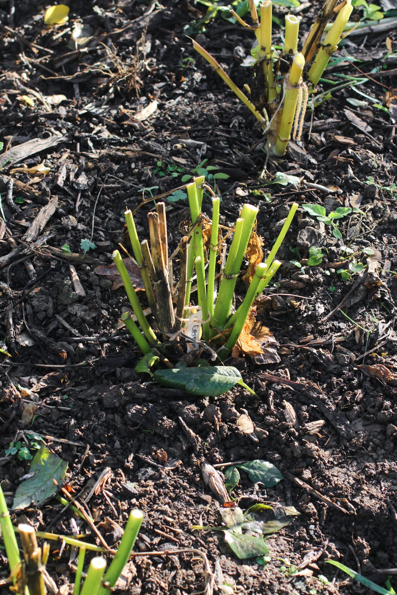 Dahlias cut back before digging
