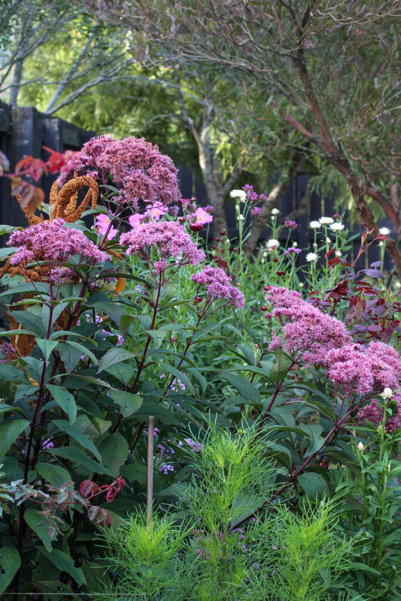 Eupatorium, Amaranthus, Strawflowers and Cosmos in no dig garden