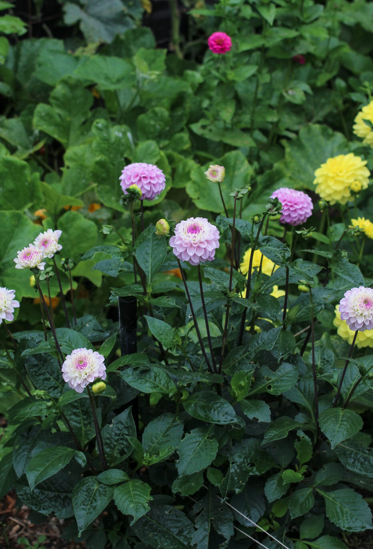 Genova dahlia in garden_