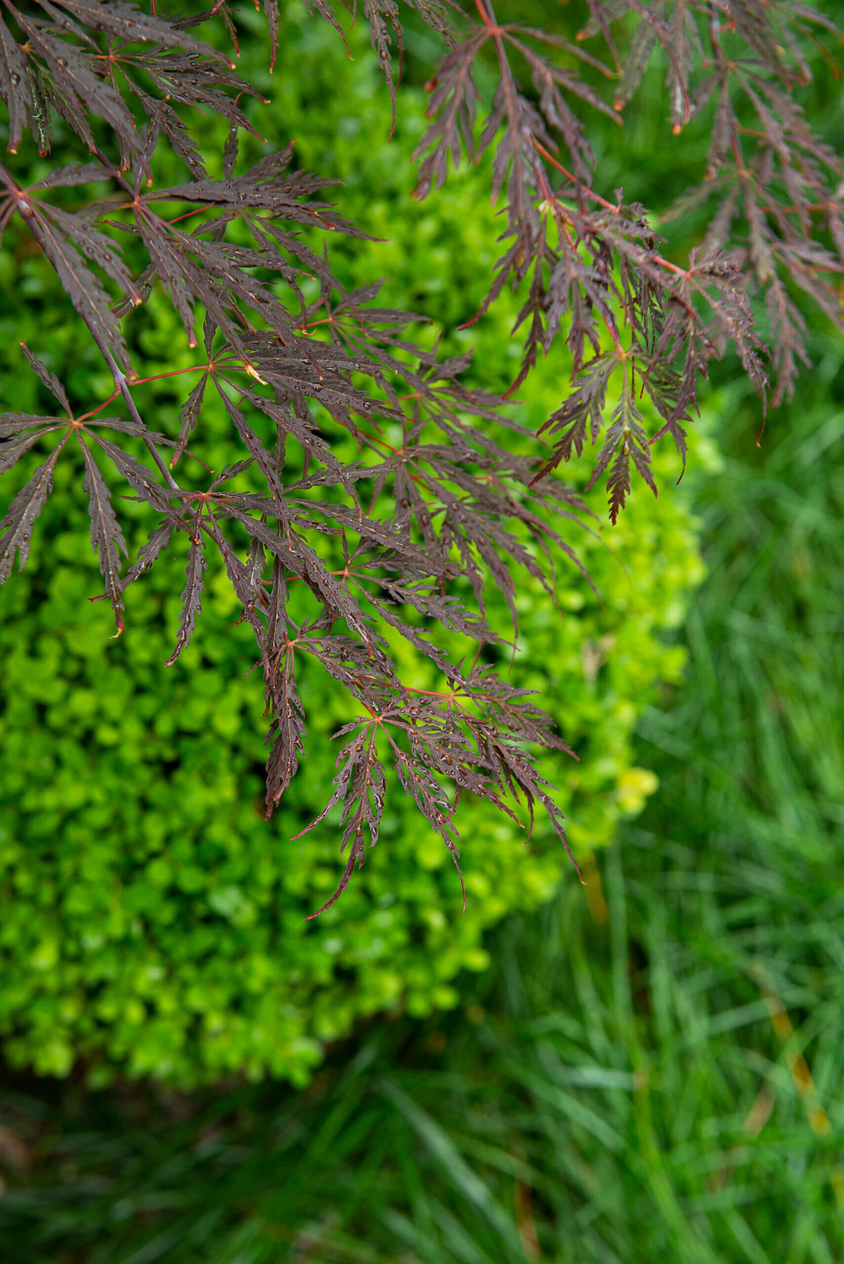 Seed Landscapes Herne Bay Seed Landscapes Herne Bay