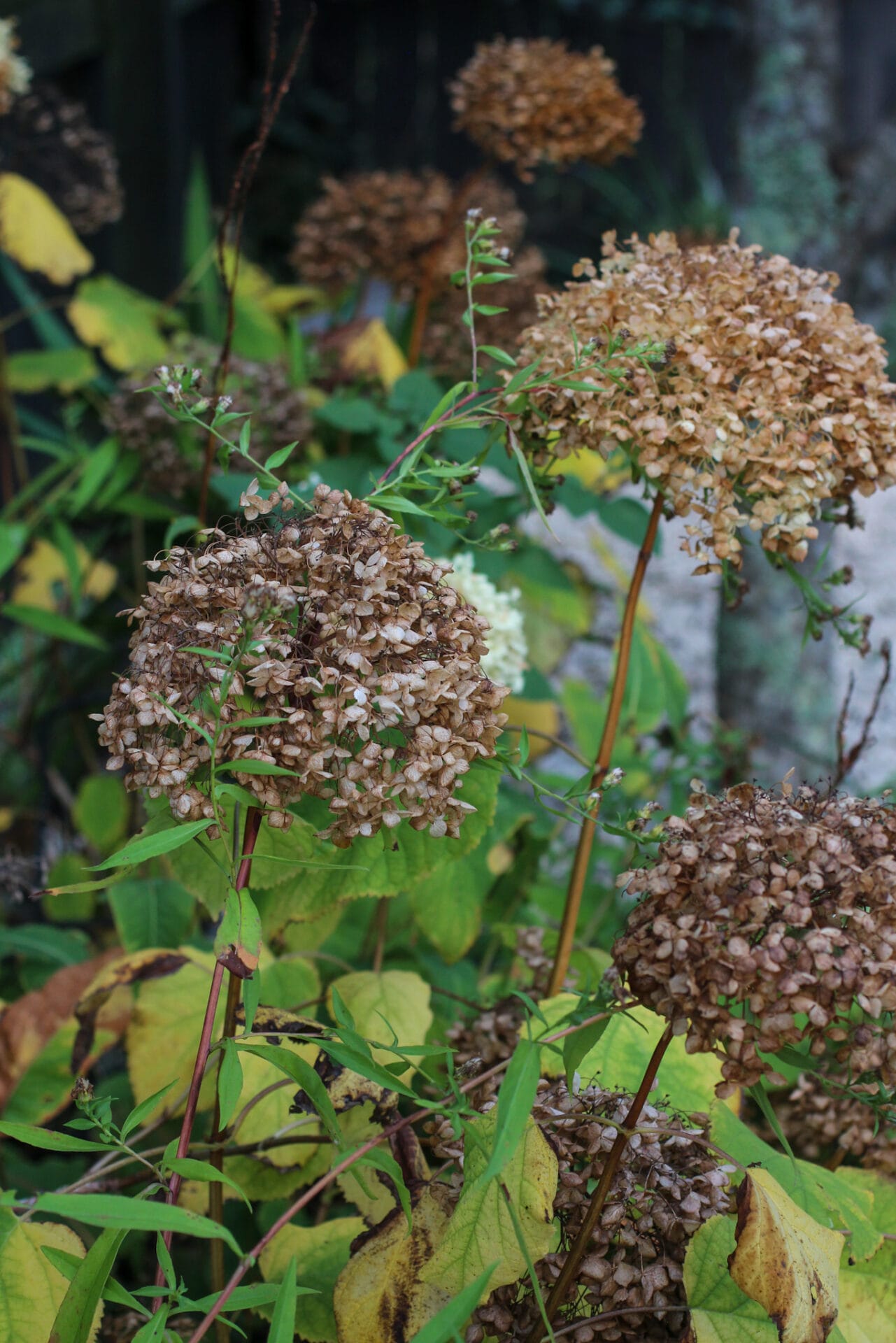Hydrangea seed heads Hydrangea seed heads