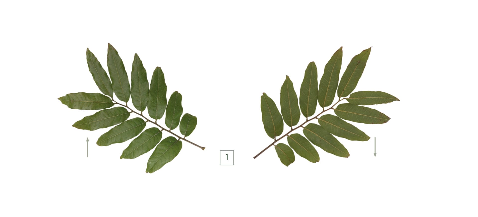Field Guide Native Trees Field Guide Native Trees