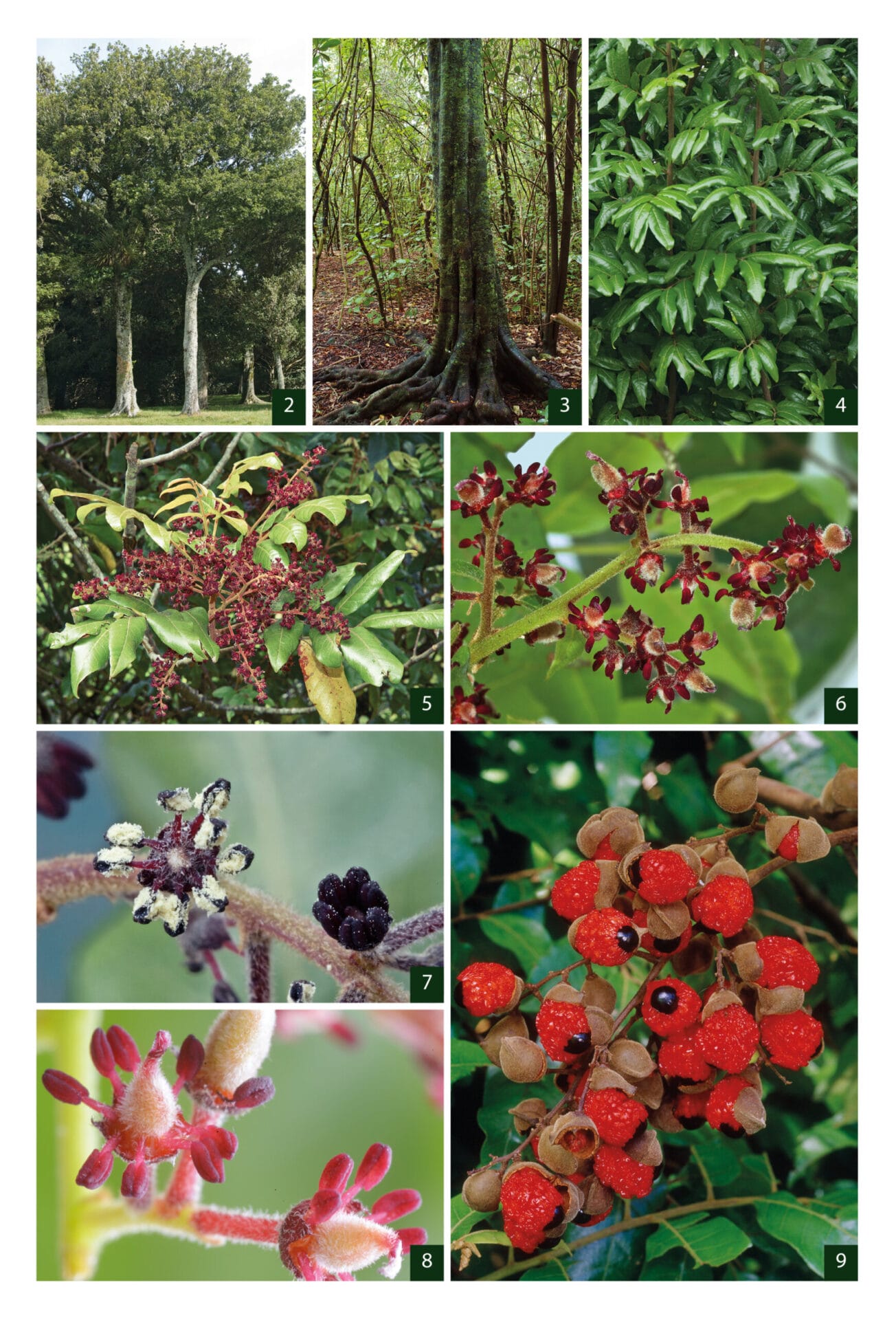 Field Guide Native Trees Field Guide Native Trees